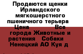 Продаются щенки Ирландского мягкошерстного пшеничного терьера › Цена ­ 30 000 - Все города Животные и растения » Собаки   . Ненецкий АО,Куя д.